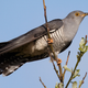 The common cuckoo. (Image: Wikimedia)